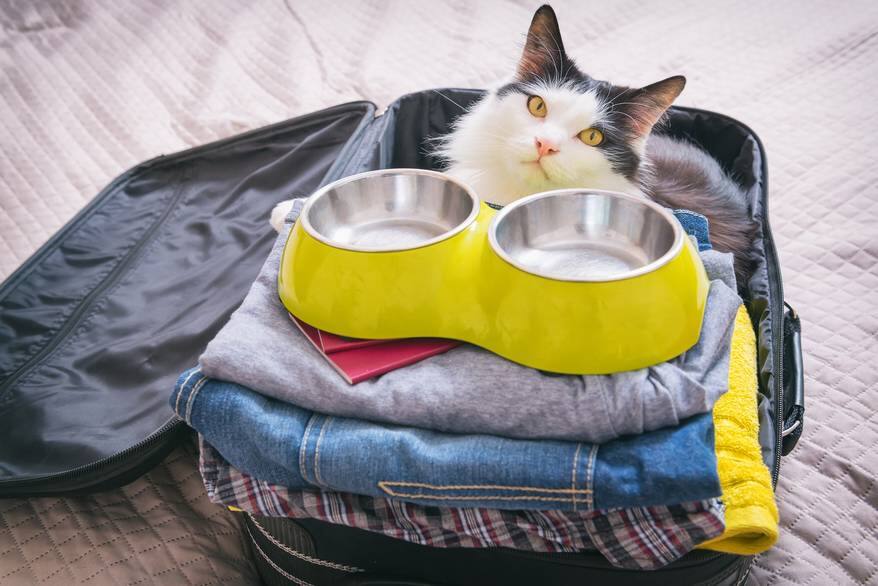 Cat sitting in the suitcase with close and pet food bowl