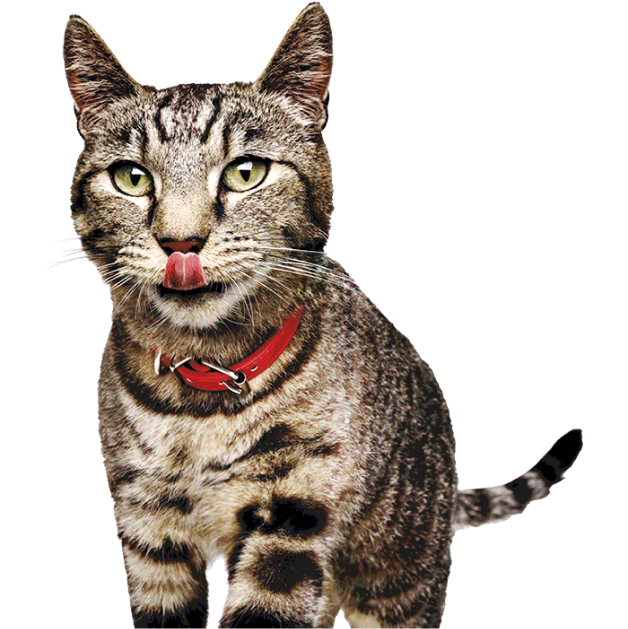 cat licking lips